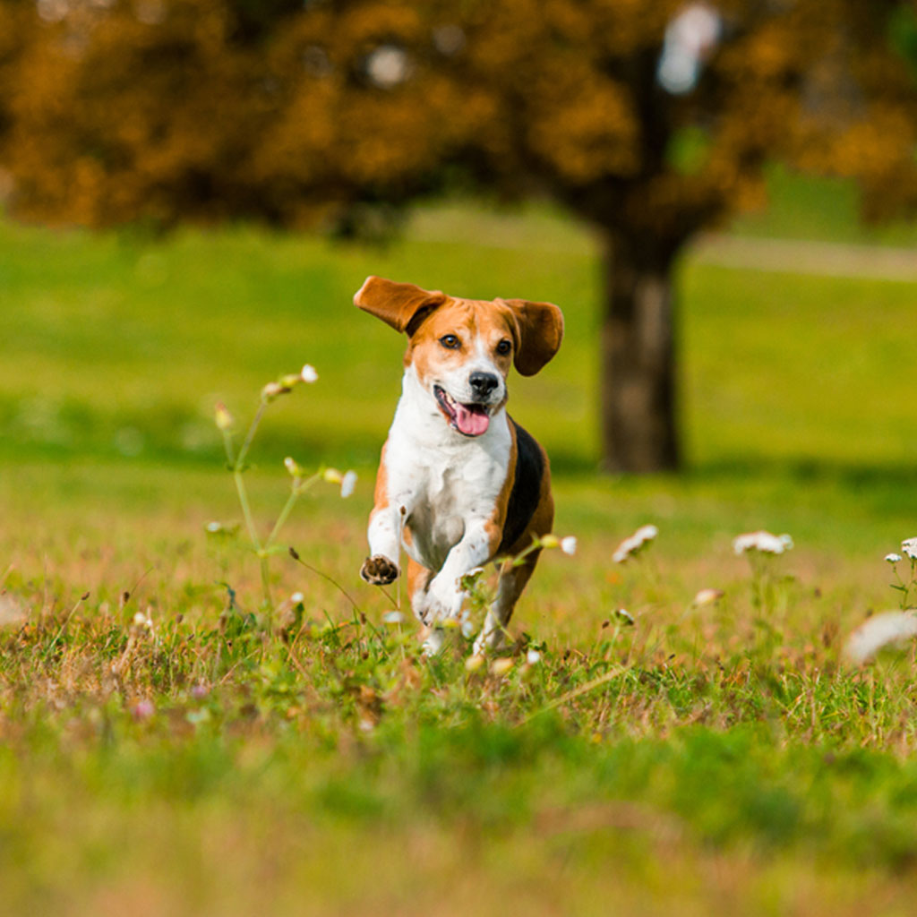 The Best Approach to Running with Your Dog